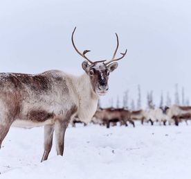 В Дебри Тундры. Тундра-Тур На Ямал