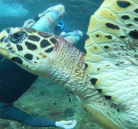 Путешествие на необитаемые острова архипелага Phi Phi. Сноркелинг с черепахами