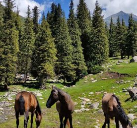 Первое знакомство с Иссык-Кулем! Северный берег.