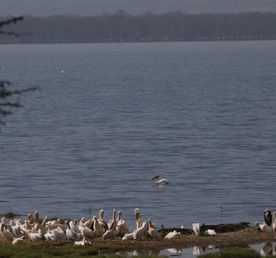 Четырехдневное сафари по сердцу Кении