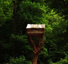 Пешая экскурсия Сокровища сказочного леса