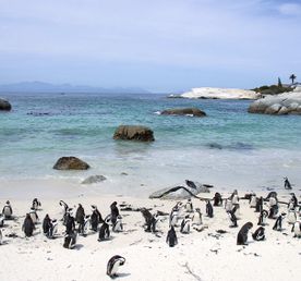 Юар, водопад Виктория и сафари в Ботсване