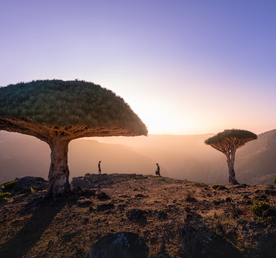 Сокотра: недельное путешествие на дикий остров драконов