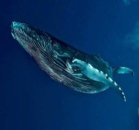 Сокровище Маврикия-Горбатые Киты И Кашалоты