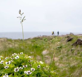 Кольский Лайт: Териберка + проживание