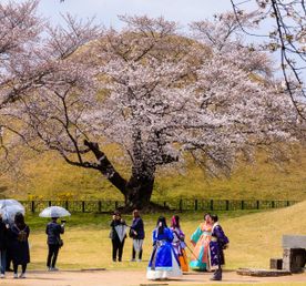 Южная Корея. Сакура в утренней свежести