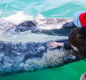 Обнять кита. Океанические приключения. Мексика