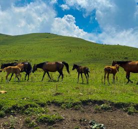 Чеченские выходные