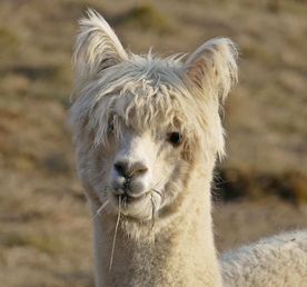 В гости к плюшевым милашкам...  Индивидуальная поездка на эко-ферму альпак