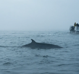 На поиски китов