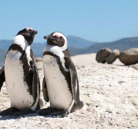 Юар: пингвины и киты