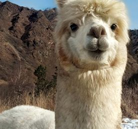 Индивидуальная поездка на ферму альпак — День с плюшевыми милашками