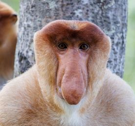 Путешествие по Борнео за 9 дней (индивидуально)