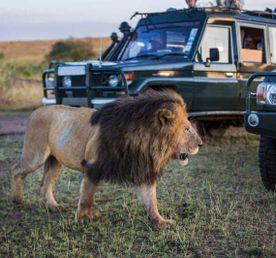 6 ДНЕЙ САФАРИ ПО МАСАИ-МАРЕ, ОЗЕРУ НАКУРУ И АМБОСЕЛИ