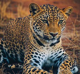 «Индия- прошлое и настоящее»