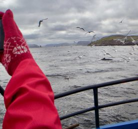 На китов в Териберку + Мурманск! (группа до 8 чел.)