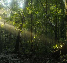 4-дневный культурный тур по джунглям Ясуни