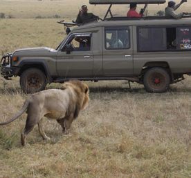 Незабываемые впечатления от сафари в Масаи-Мара