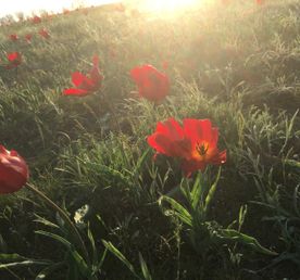 Калмыкия, тюльпанные поля, озеро Баскунчак и Золотая Элиста (5дн./5 ноч.)