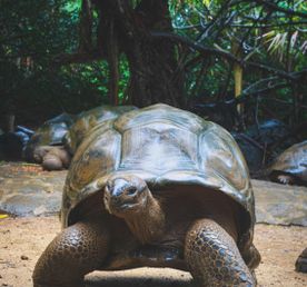 5-дневный экспедиционный тур по Галапагосским островам