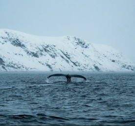 Морская прогулка в Териберке