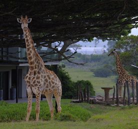 Топ-тур в Юар: треккинги, сафари и киты