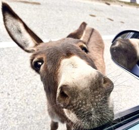 Верхняя Балкария  +Язык Тролля +Горячие Источники