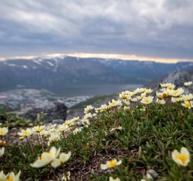  Кировск и Хибины за 2 дня из Мурманска (индивидуально, по запросу)
