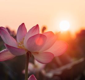 Цветение Лотосов В Дельте Волги