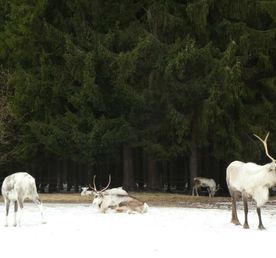 В гости к северным оленям. Однодневный поход.