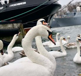 Необычный Калининград: отель-замок, Лабиау-Полесск