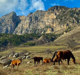 Чечня и Ингушетия. Знакомство с культурой вайнахов