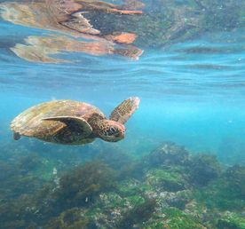 5-дневная приключенческая поездка на Галапагосские острова