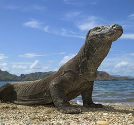 Индонезия: Ява, Бали, Флорес и Комодо за 14 дней