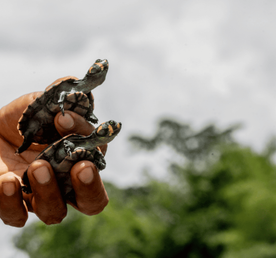 4 Days - Secrets of Cuyabeno