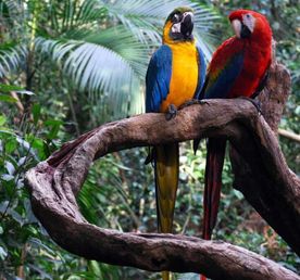 4-дневный лодж Amazon Tena