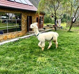 Индивидуальный джип тур Долина Нарзанов + Ферма Альпак