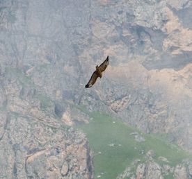 Северная Осетия и Кабардино-Балкария