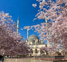 Цветение в Чечне. Сакура, магнолия, маки!