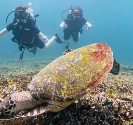 Дайвинг с индивидуальным инструктором. Для Новичков и профессионалов