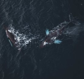 За китами на Кольский