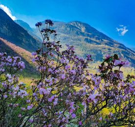 Алтайский Марс и цветение маральника