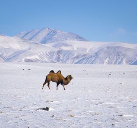 Зимний автотур "Все горы Алтая"