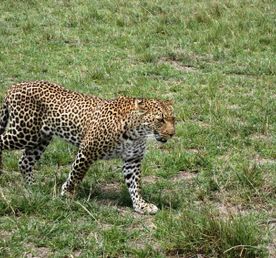 Сафари С Географом: Масаи Мара, Накуру, Найваша.