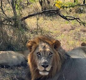 5-дневное сафари по Самбуру Накуру и Масаи Мара.