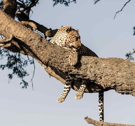 4-дневное групповое сафари в Танзании с лучшим бюджетным кемпингом