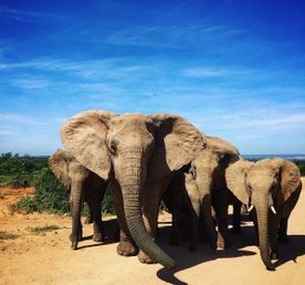Кейптаун и Дорога Садов