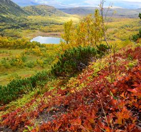 Золотая Камчатка