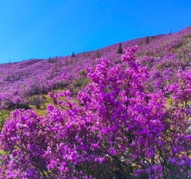 ВЕСЬ АЛТАЙ: пока цветёт алтайская сакура