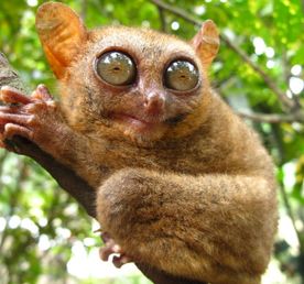 В поисках долгопята и райской птицы